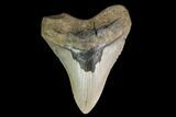 Fossil Megalodon Tooth - North Carolina #147532-1